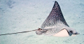 Eagle Ray taken in Naa'ma bay canon 100mm no flash