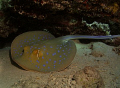 A spotted ray at Marsa Shagra Red Sea Nov 2007.