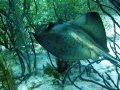 shot taken on a live aboard in the Bahamas. I was amazed by the clarity
of the suface texture on this ray.