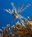 Lionfish - pterois miles - taken at Ras-Umm-Sid, Sharm el sheikh
