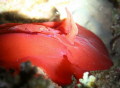 Beautiful (rare) Emperor Shrimp on a Spanish Dancer - 15m deep at night, camera Canon EOS20D, 60MM dedicated Macro, Aquatica housing, lit my Slavo 18W HID lamp. Very rare combo, and this shrimp would NOT stay still.