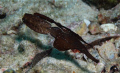 Pair of Robust ghost pipefish at Koh Haa Yai, hiding amongst the leaves