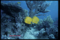 Yellow Butterflyes on the Red Sea