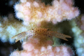 Crab approx 3mm big, night dive 15m fanadir, Hurghada. Canon EOS20D, Aquatica housing, 60MM Macro lens,autofocus set to single focus point, 18W HID (Salvo) as light source- Tiny crab was deep inside the coral- check the eye- very chuffed :-)  