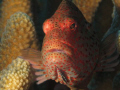 Blackside hawkfish, Paracirrhites forsteri (hilu pili-ko'a). taken off the coast of oahu at one of my avorite coral heads. Canon A570 ISO 100 