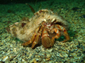 taken at St Aabbs with a fuji f30 on micro with internal flash.