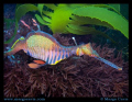 Sea Dragon in the kelp - found this one while diving in the cold waters around Tasmania, Australia. 