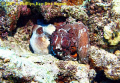 Common Reef Octopus (Octopus cyanea), mating pair, taken off Saipan, Northern Mariana Islands by J. Phillips, 2007.