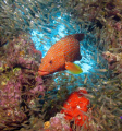 Jewel wrasse, Abu erg Ramada, Red Sea Egypt, Powershot G7,Ikelite UWhousing, Ikelite DS125 strobe. 