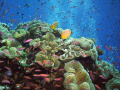 Red fin butterlfies on top of pinnacle at Half Pipe dive site in Fiji using Sealife Reefmaster DC250 with wide angle lens.