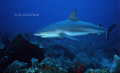 Roatan reef shark