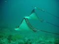 Spoted Eagle Rays , Bartolome Island , Galapagos, Ecuador  February 07