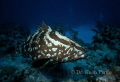 Nassau Grouper, San salvadore, Bahamas