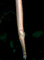 Trumpet Fish