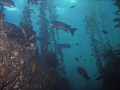 Diving in the reserve off Anacapa is strikingly different from the other side -- LOTS of big sheephead! It would seem the reserve works.  I entered this since none of the photos are of local sites. California diving's great!