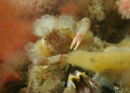 Decorator Crab shot in Port Hardy BC (60mm Macro , Cannon 20d )