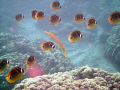 Trumpet fish and Racs.  I just like the way they posed for me.  Off Oahu, HI. 