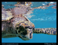 Juvenile Hawksbill Sea Turtle at the surface - at a tiny island called Coco Island, in the Seychelles.