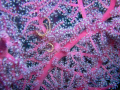 Knotted fan coral with brittle star and tiny fish