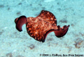 Polyclad Flatworm, 