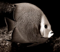 Cold Stare - Image taken in Cayman with a Nikonos RS, 50mm lens, and SB103 strobe.