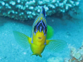  Angel Fish, taken with a Canon Powershot G7 in Dahab.