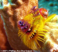 Christmas tree worm, Spirobranchus giganteus, off southern reefs of Saipan.  Canon G7 Macro, Ikelite housing/DS51 Strobe.