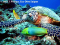 Hawksbill Turtle, Eretmochelys imbricata, off southern reefs of Saipan.  Canon G7/Ikelite Housing/DS-51.