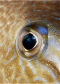 Trigger fish eye.Olympus c-7070 and YS-60