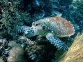 turtle in Phi Phi