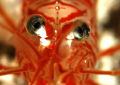 Look into my eyes! Peppermint shrimp. Bonaire. Canon XTi 100mm.