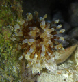 long arms anemonie