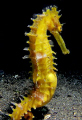 Seahorse. Lembeh. Nikon D200.