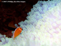 Pink Anemonefish, Amphiprion perideraion, with requisite host, off coast of Saipan.  Canon G7, Ikelite housing w/ DS51.