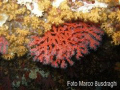 The Red Coral of Alghero Sardinia.
Olympus SP-350 with Olympus housing PT-030