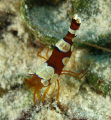 Ambon Cleaner Shrimp. Bonaire. Canon XTi 100mm.