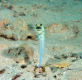 Yellow headed jawfish with eggs.