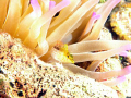 Diamondhead Blenny hanging out in an anemone in the Caymans.  Olympus 8080 with Ikelite housing and Ikleite DS-50 strobes.