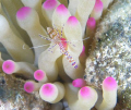 Colorful anemone shrimp in the Caymans.