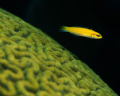 Wrasse over Coral - Image taken in Florida Keys with a Nikon F4, Aquatica housing, 105mm lens, Ikelite strobe. 