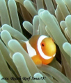 Clown anemone fish