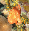 Frogfish in Bonaire taken with an Olympus 8080, Ikelite housing, and Ikelite DS-50 strobes.