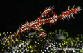 Female ornate ghost pipefish. Bunaken. Nikon D200.