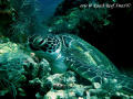 Turtle at Drop-Off - Sipadan Island (23/12/07). 