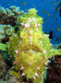 Nose to nose with a frogfish