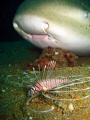 Taking photo's of a Leopardshark, this Lionfish got in the way..