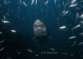 North Carolina Sand tiger shark on a collision course diving on the Papoose