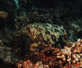 AMBERGRIS CAYE HOLCHAN PASS /JUST WHO IS LOOKING AT SUPPER ,NIKONOS IV/28MM UW -NIKKOR IC LENS TASHIBA TM II STROBE//5' TO10' F11 AUTO.