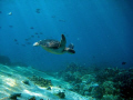 On the Safety Stop this Hawksbill came swimming by..