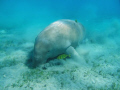 The Marsa Abu Dabbab dugong.